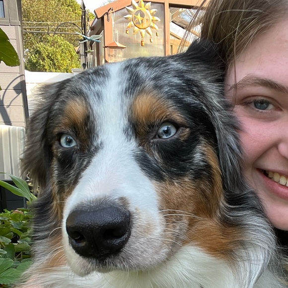 Meet your Posher, Misha - Picture 1 of 1